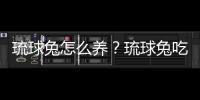 琉球兔怎么养？琉球兔吃什么？