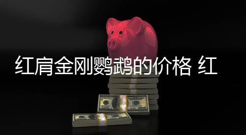 红肩金刚鹦鹉的价格 红肩金刚鹦鹉的饲养方法