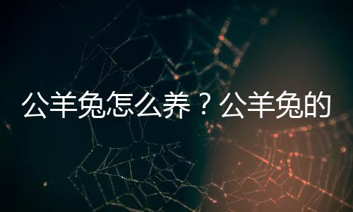 公羊兔怎么养？公羊兔的产地是哪里？