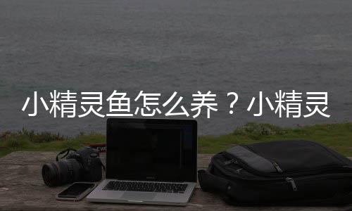 小精灵鱼怎么养？小精灵鱼的饲养方式