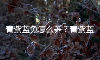 青紫蓝兔怎么养？青紫蓝兔养殖方法