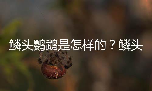 鳞头鹦鹉是怎样的？鳞头鹦鹉的产地